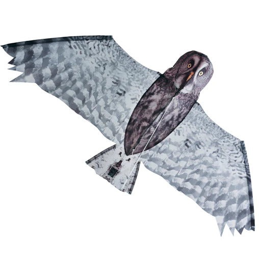 Grey Owl Kite