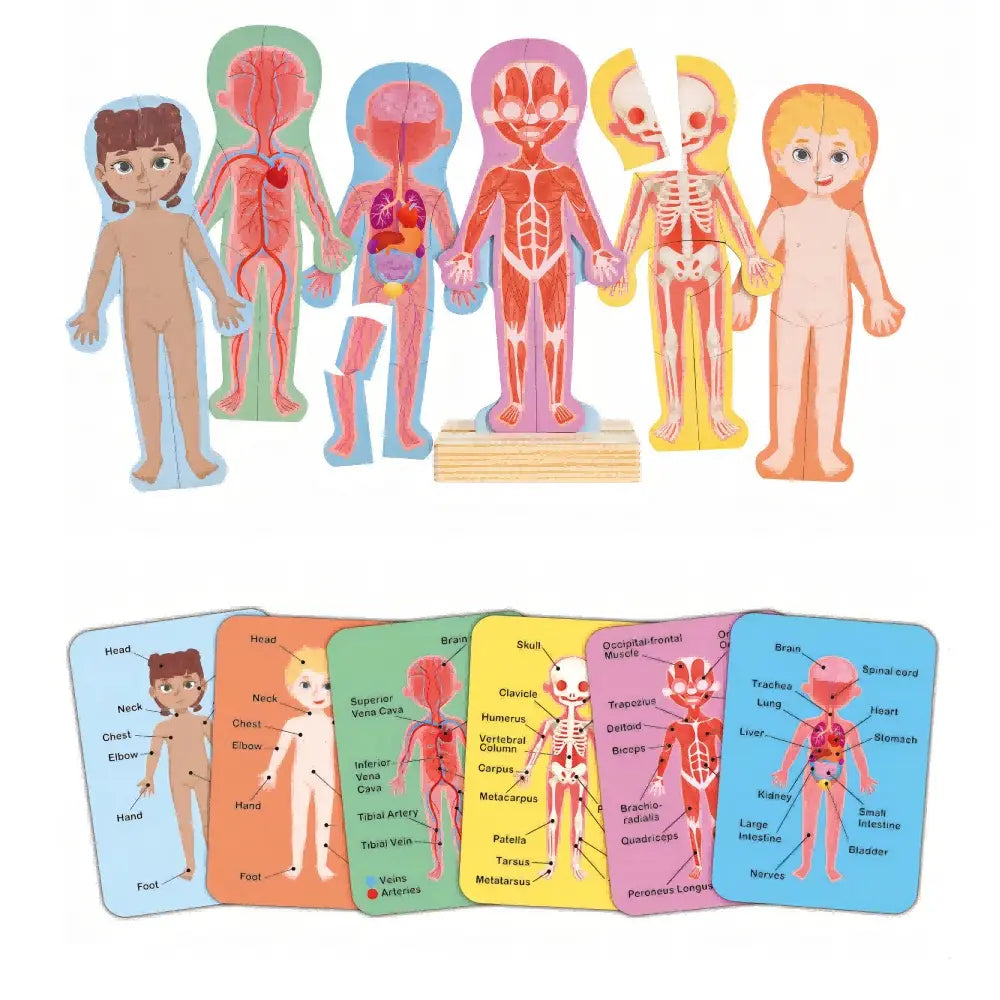 Magnetic Human Body Wooden Puzzle